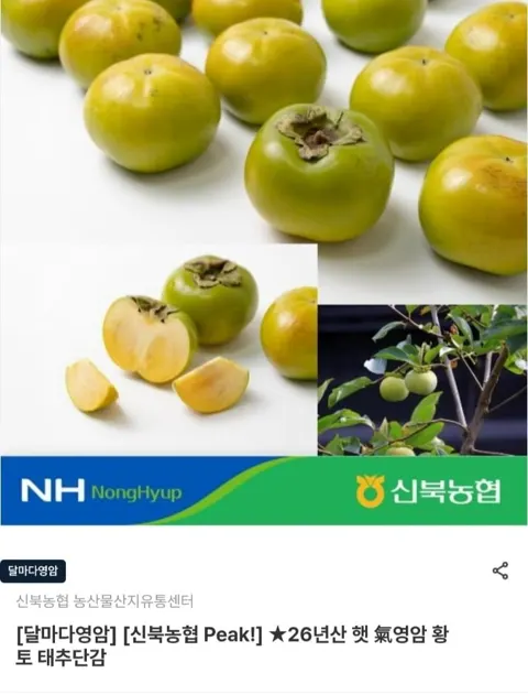 26년산 영암 황토 태추단감 3kg 혼합 가정용(15-20과) (14,320원/무료)