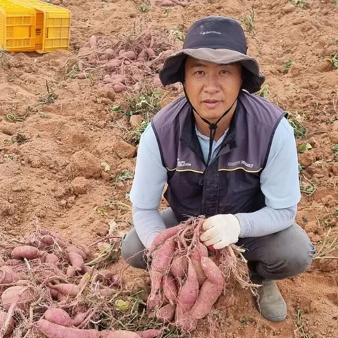 해남 밤고구마 꿀고구마 못난이 10kg (15,900원/무료)