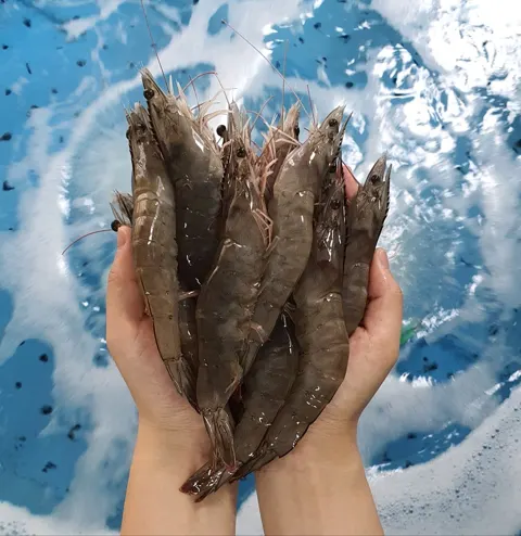 당일작업 생물 흰다리새우 1kg 30미 (19,490원/무료)