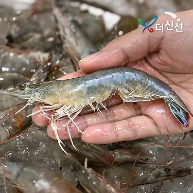 국내산 활 새우 1kg 38미 내외 (18,720원/무료)