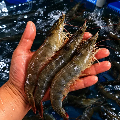 국내산 활새우 1kg 왕새우 (17,190원/무료)