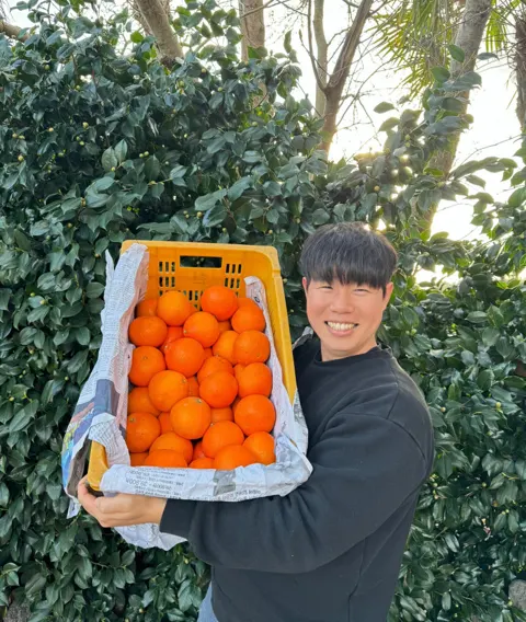 제주 황금향 선물세트 3kg 30,000원