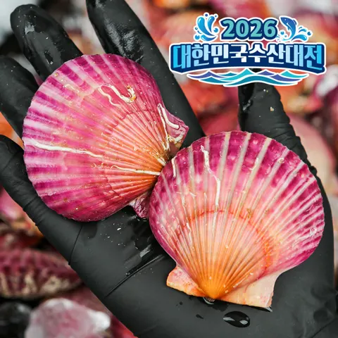 통영 고성 제철 비단 홍 가리비 1kg (1,970원/2kg이상네멤무료)