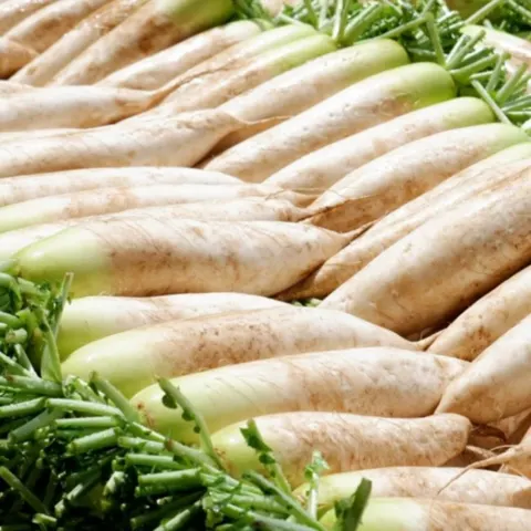 국내산 무 10kg (9,030원/무료)