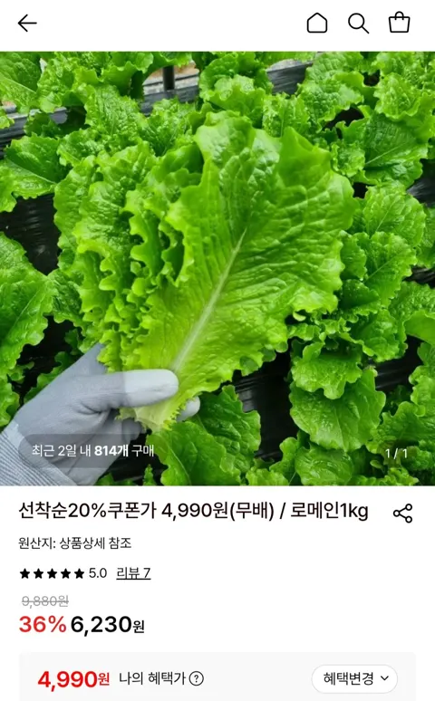 로메인청상추 1kg
