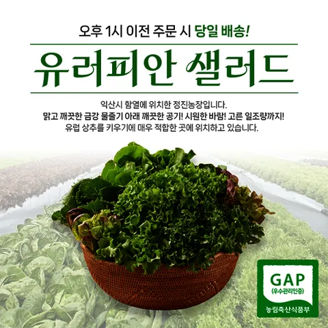유러피안 샐러드 상추 1kg