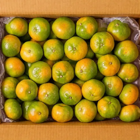 제주 노지감귤 3kg