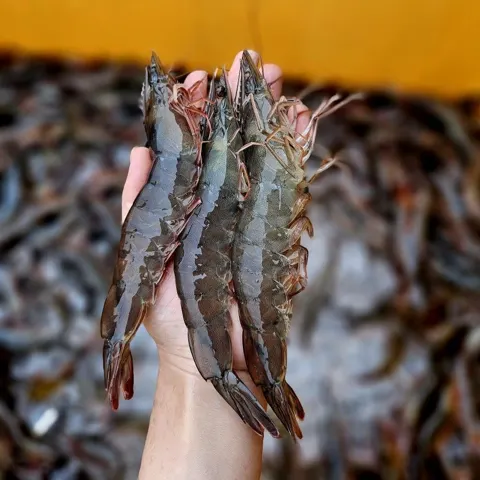 제철 활새우 1kg 25미 내외 외