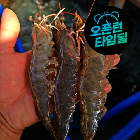 국내산 제철 활 흰다리새우 1kg 대사이즈 (28~32미) (15,980원/무료)
