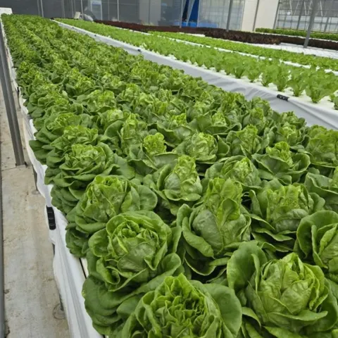 온누리) 신선한 쌈 채소 유러피안 샐러드 1kg(3~4종 랜덤)