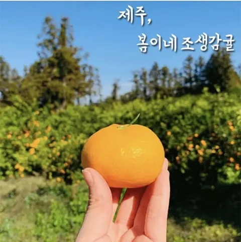 노지 조생감귤 꼬마과 3kg (9,900원/무배)