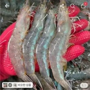 국내산 횟감 활 흰다리새우, 1kg, 1팩ㅡ16,600원