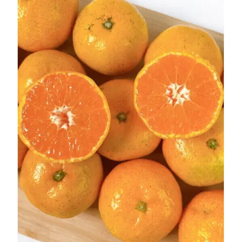 산지직송 귤 고당도 타이백 귤 5kg (11,820원/무료)