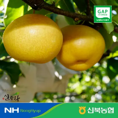 신북농협 26년산 영암 신고배 가정용 3-5kg 중소과 (9,040원/무료)