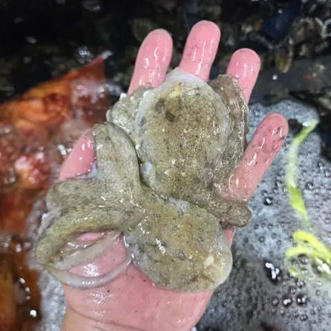 국내산 생물 활 쭈꾸미 1kg 15-20미 (22,990원/무료)