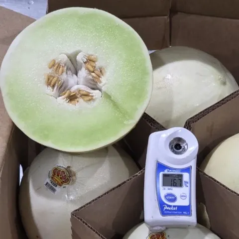 허니듀 멜론 12kg 4~6과