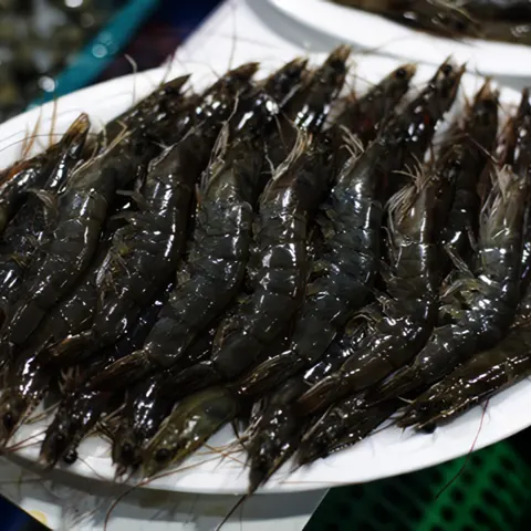 제철 신안 활새우 1kg 35미 내외 (18,510원/무배)