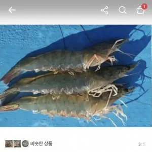국내산 횟감 활 흰다리새우, 1kg, 1팩ㅡ19,800원