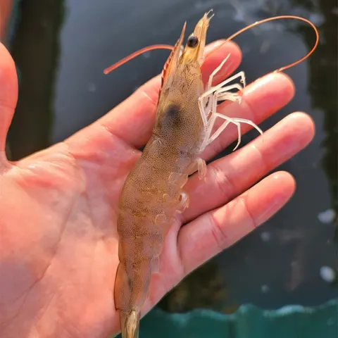 26년 제철 신안 활새우 1kg 28미내외