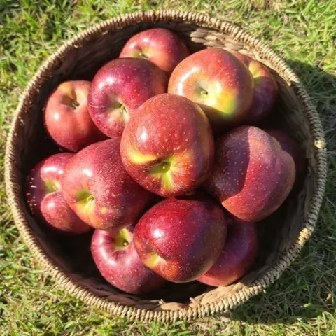 산지직송 햇 명품감홍 2kg/4kg (페이코 12,016원/무료)