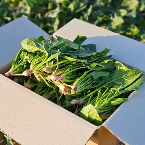 남해 보물초 시금치 1kg (8,190원 / 무료)