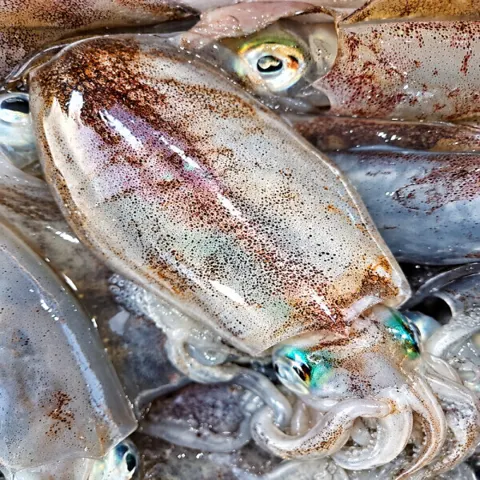 생물 무늬오징어 1kg (4-6미) 선착순특가 (35,990원/무배)