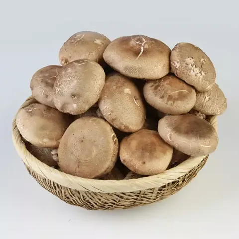 생표고 실속형 2kg