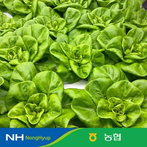 (농할) 농협 샐러드 쌈채소 1kg 3~4종 (5,990원/무료)