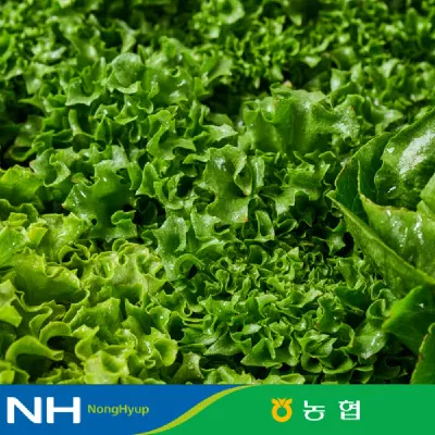 유러피안 샐러드 채소 대용량 1kg 야채믹스 (6,320원/무료)