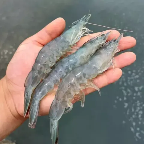 국내산 활 대하 흰다리새우 1kg