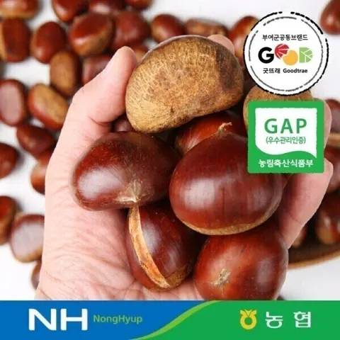 지마켓] 26년 부여 밤 햇 알밤1kg(특사이즈) GAP(7,990원/무료)