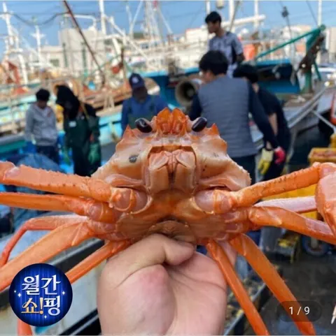 울진 후포리 박달홍게 4kg 8-10미 (18,720원/무료배송)