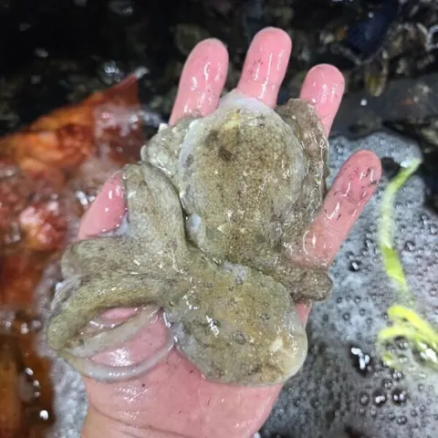 국내산 생물 활 주꾸미 1kg 15~20미 (22,930원/무배)
