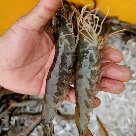 제철 활새우 1kg 25미 내외 외