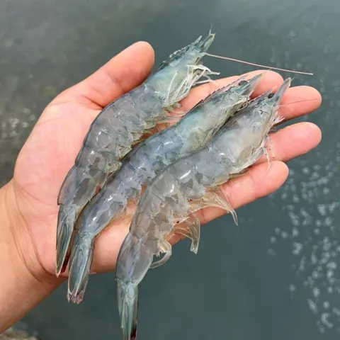 국내산 활 대하 흰다리새우 1kg