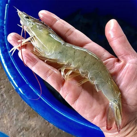 국내산 제철 생물 왕새우 1kg(30미내외)