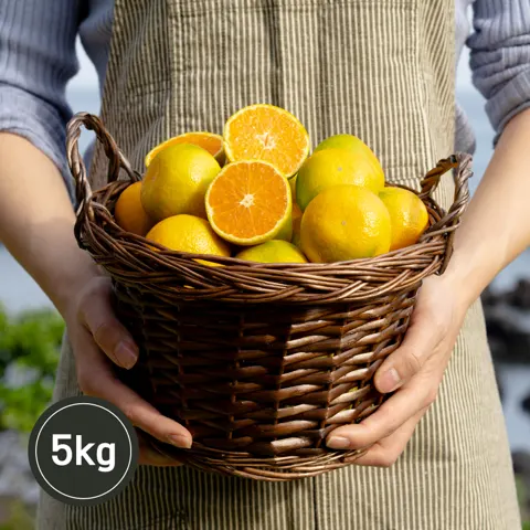 제주도 노지감귤 5kg (17,980원/무료)