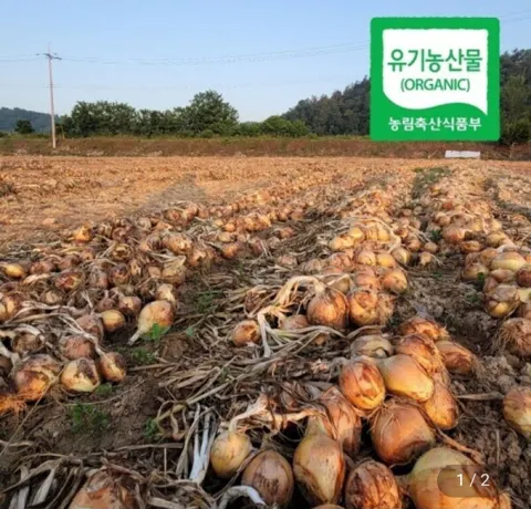 친환경 양파 10kg 소미니 혼합 (장아찌용)