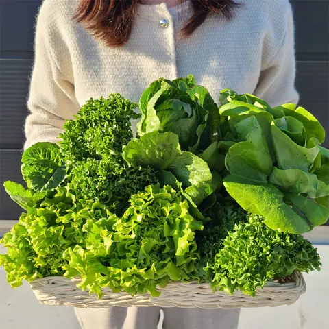 유럽샐러드 유러피안 채소 1kg(3,900원/무료)