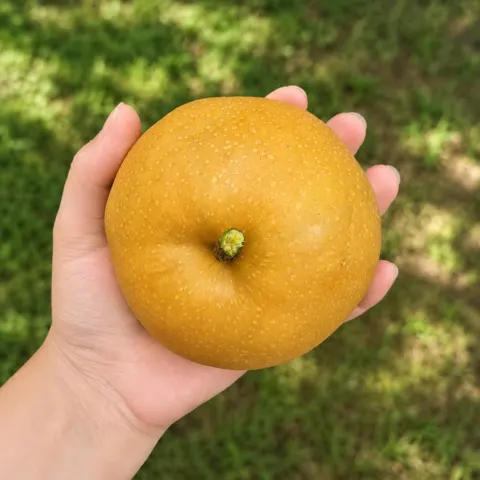 국내산 배 생과 특 5kg (10,260원/무료배송)